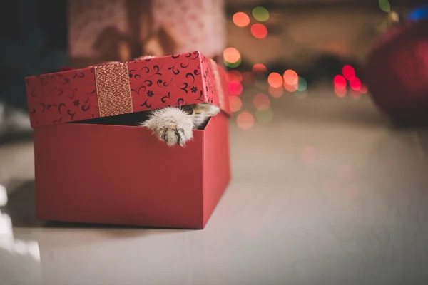 Gatinho jogando em uma caixa de presente Imagens De Bancos De Imagens Sem Royalties