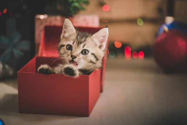 Gatinho jogando em uma caixa de presente — Fotografia de Stock