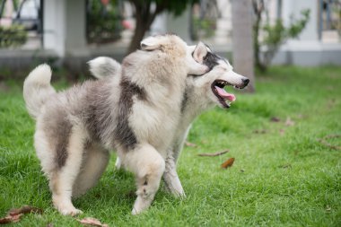 parkta oynayan Sibirya husky köpek