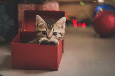 hediye kutusunda oynayan yavru kedi 