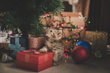 hediye kutusunda oynayan yavru kedi 