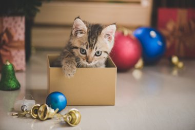 hediye kutusunda oynayan yavru kedi 