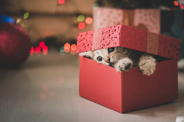 Kätzchen spielt in einer Geschenkbox — Stockfoto