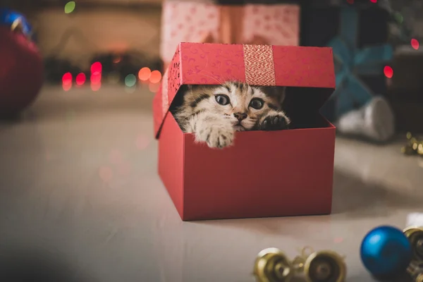 Gatinho jogando em uma caixa de presente — Fotografia de Stock