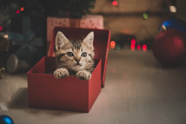 Kätzchen spielt in einer Geschenkbox — Stockfoto