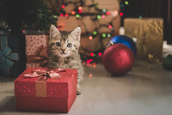 Кошеня грає в подарунковій коробці — стокове фото