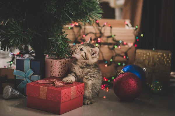 Το γατάκι παίζει σε ένα κιβώτιο δώρων — Φωτογραφία Αρχείου