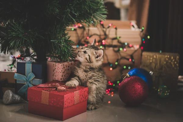 Kätzchen spielt in einer Geschenkbox — Stockfoto