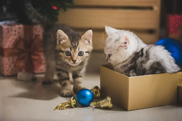 Котенок играет в подарочной коробке — стоковое фото