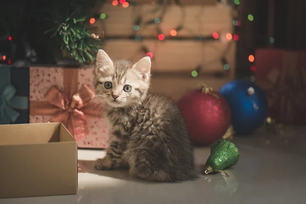 Kätzchen spielt in einer Geschenkbox — Stockfoto