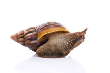 Bahçedeki salyangoz bembeyaz