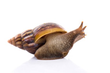 Bahçedeki salyangoz bembeyaz