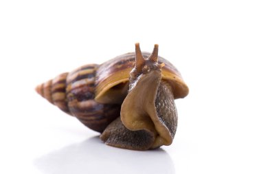 Bahçedeki salyangoz bembeyaz