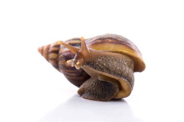 Bahçedeki salyangoz bembeyaz