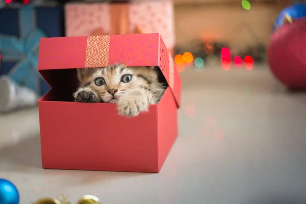 Gatinho jogando em uma caixa de presente — Fotografia de Stock