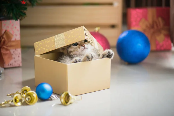 Gatinho jogando em uma caixa de presente — Fotografia de Stock