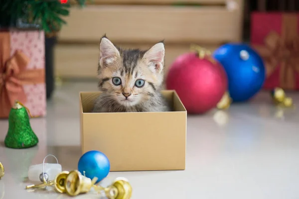 Kitten playing in a gift box — Stock Photo, Image