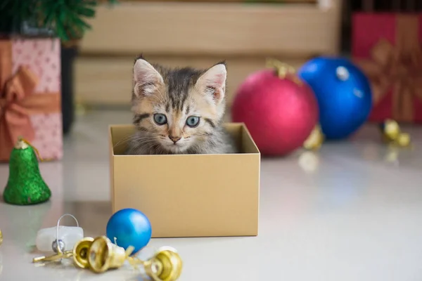 Gatinho jogando em uma caixa de presente — Fotografia de Stock