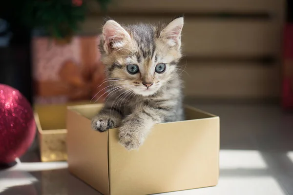 Котенок играет в подарочной коробке — стоковое фото