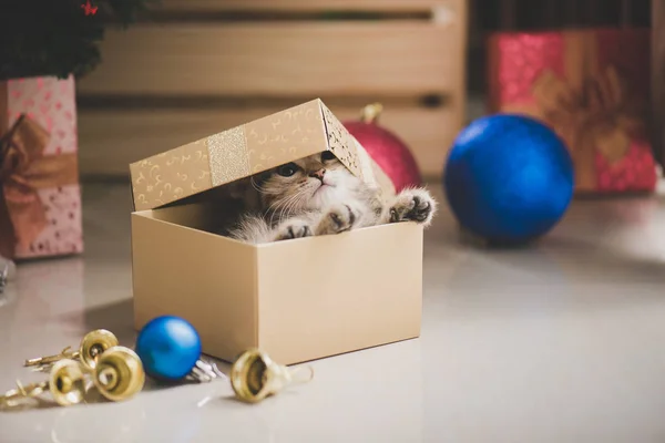 Hediye kutusunda oynayan yavru kedi — Stok fotoğraf