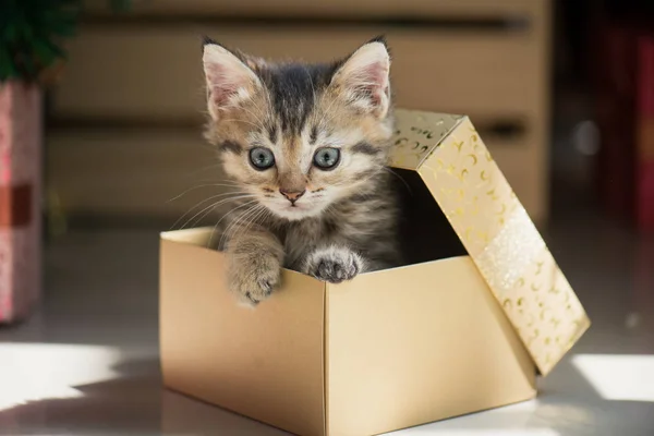 Gatito jugando en un regalo caja — Foto de Stock