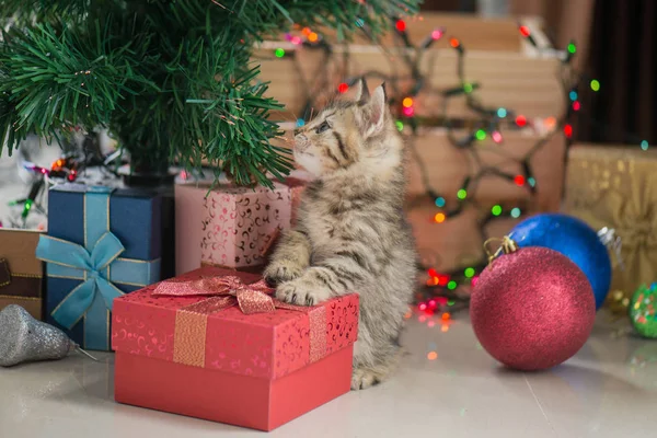 Kattunge som spelar i en presentask — Stockfoto