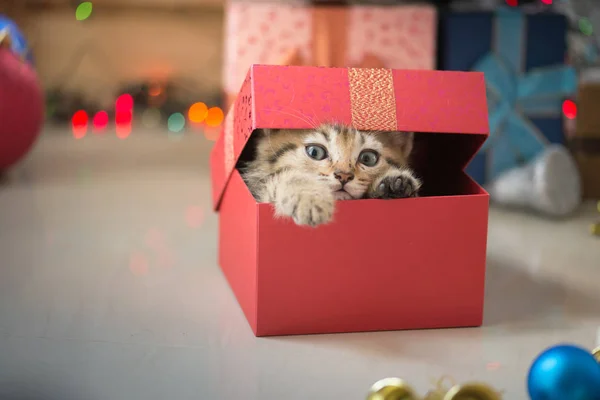 Kattunge som spelar i en presentask — Stockfoto