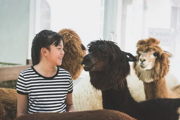 Asian girl playing with cute alpaca — Stock Photo, Image