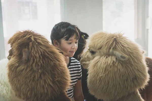 Asian girl playing with cute alpaca — Stock Photo, Image