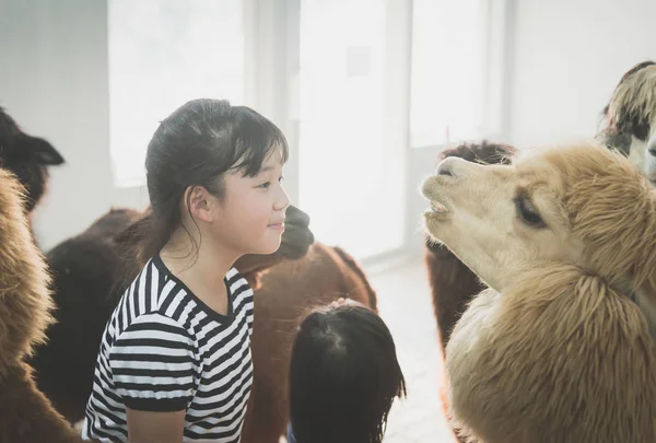 Asyalı kız şirin alpaka ile oynamak — Stok fotoğraf
