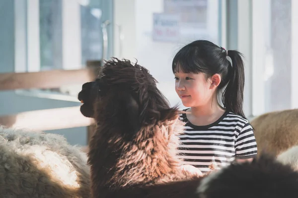 Menina asiática jogando com bonito alpaca — Fotografia de Stock