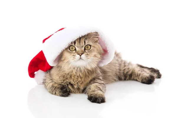 Beyaz arka plan üzerinde Noel Baba Noel kırmızı şapkalı kedi yavrusu. — Stok fotoğraf