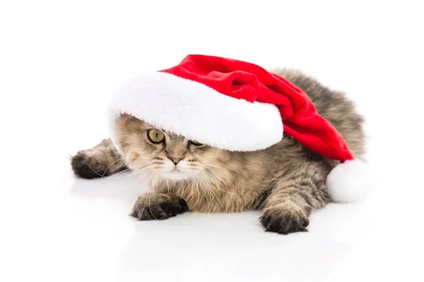 Kattunge i Santa Claus xmas röd hatt på vit bakgrund. — Stockfoto