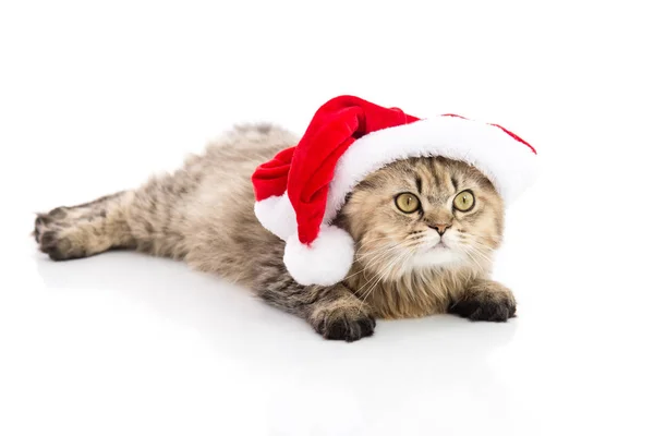 Kotě v čepici Santa Claus vánoční červené na bílém pozadí. — Stock fotografie