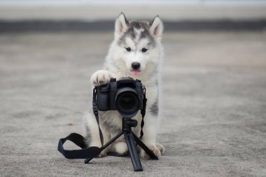 Sibirya husky yavrusu fotoğraf çekme