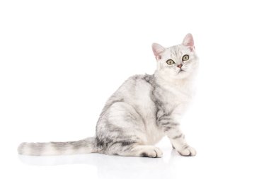 kameraya bakıyor yalan kedi 