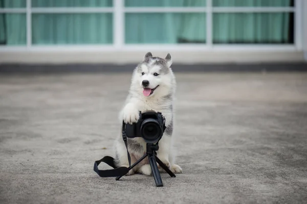 Siberian husky puppy taking a photo — Stock Photo, Image