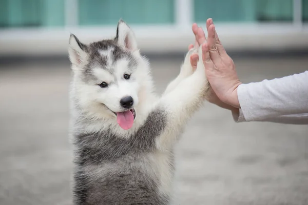 Puppy pressing his paw against a Girl hand — Stock Photo, Image
