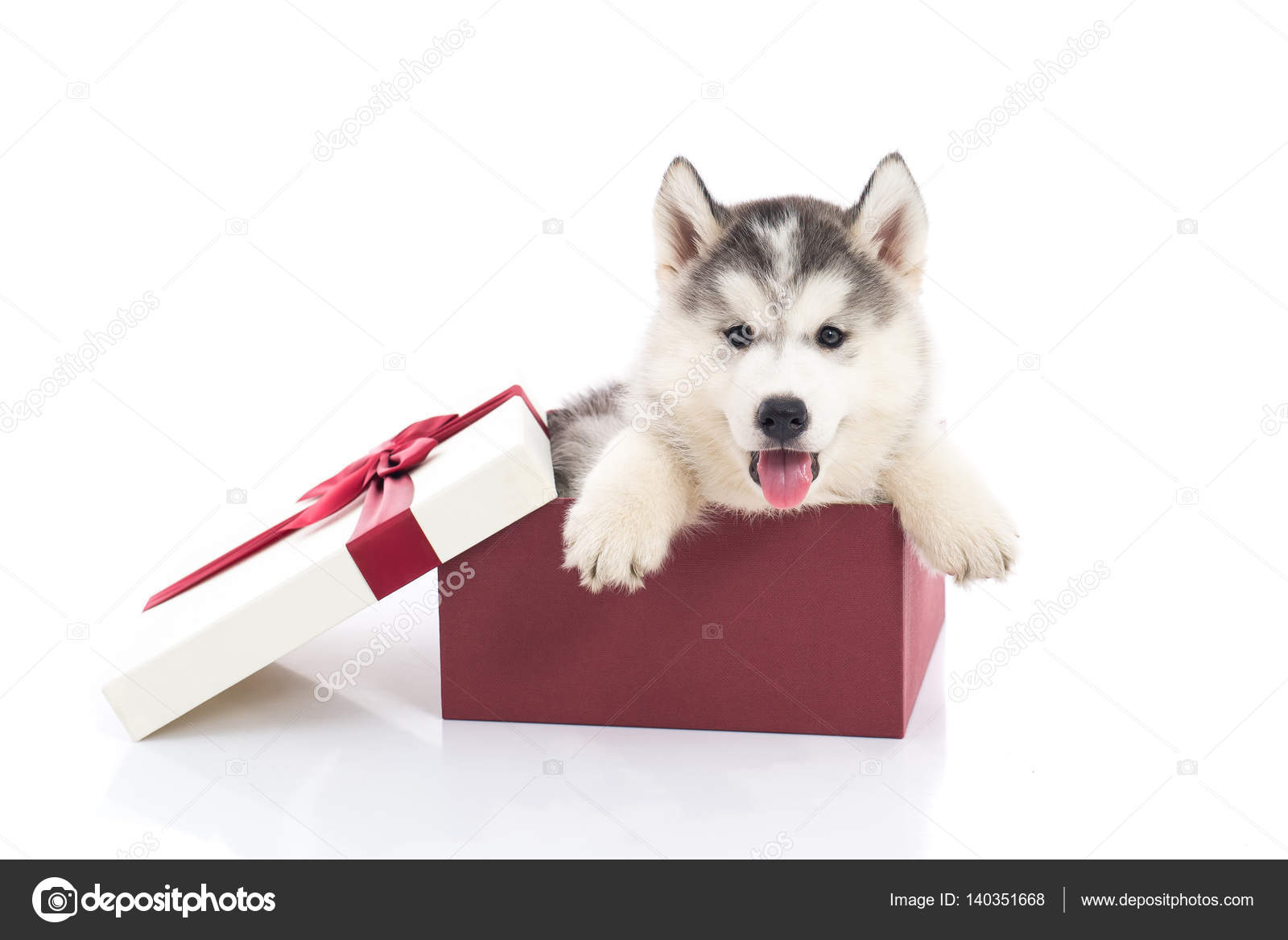 Siberian husky puppy sitting in a gift box — Stock Photo