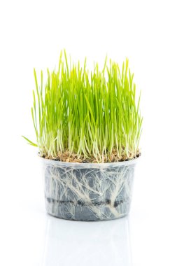 beyaz zemin üzerine yeşil buğday 