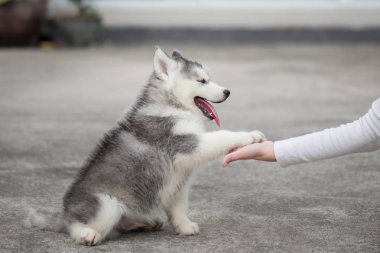 köpek yavrusu pençe için insan el verir.