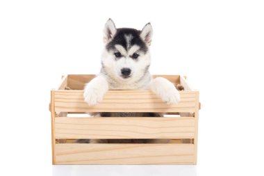 Bir ahşap sandık o oturan sevimli Sibirya husky köpek yavrusu