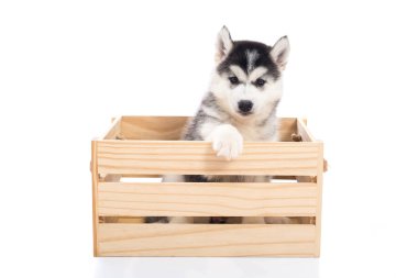 Bir ahşap sandık o oturan sevimli Sibirya husky köpek yavrusu