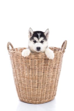 Bir sepet içinde oturan sevimli Sibirya husky yavrusu 