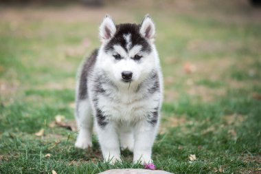 köpek yeşil çimenlerin üzerinde