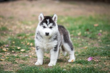 köpek yeşil çimenlerin üzerinde