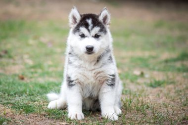 köpek yeşil çimenlerin üzerinde