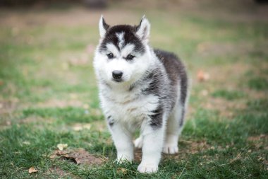 köpek yeşil çimenlerin üzerinde