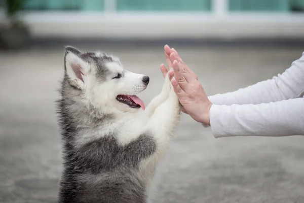 Cachorro presionando su pata contra una chica mano —  Fotos de Stock