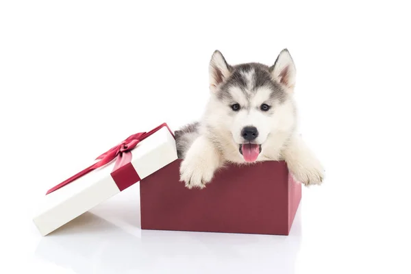 Sibirischer Husky Welpe sitzt in einer Geschenkbox — Stockfoto